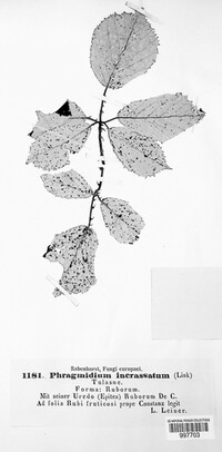 Phragmidium rubi-geoidis image
